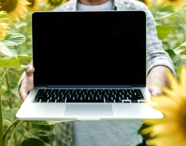 Farmer inspecting sunflower field summer sunny day