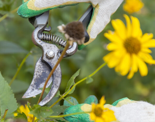 female-hands-in-household-gloves-cutting-off-wilte-2026-01-08-07-12-45-utc