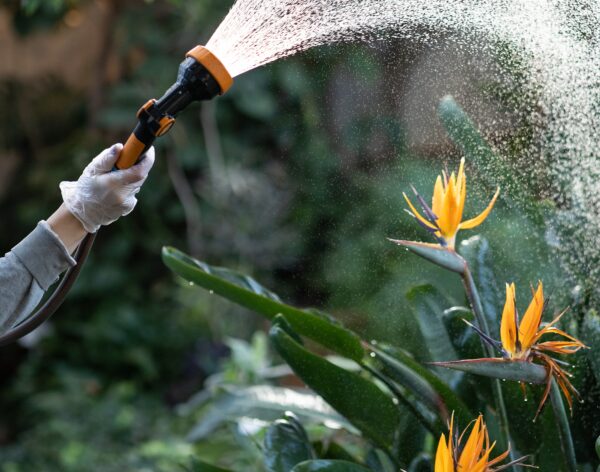 gardener-watering-strelitzia-bird-of-paradise-flow-2026-01-08-06-44-12-utc