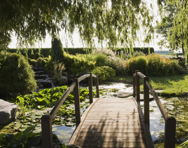 Weeping willow and wooden footbridge over lily pond in garden at sunset