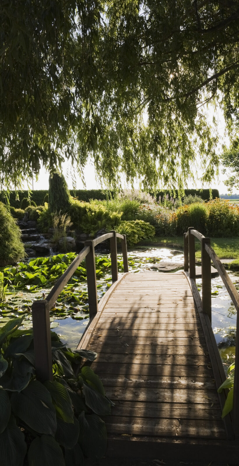 Weeping willow and wooden footbridge over lily pond in garden at sunset