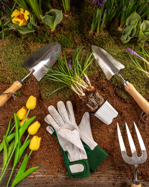Gardening tools and spring flowers. Beautiful garden flowers ready for planting