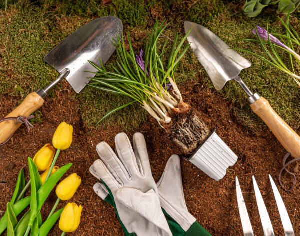 Gardening tools and spring flowers. Beautiful garden flowers ready for planting