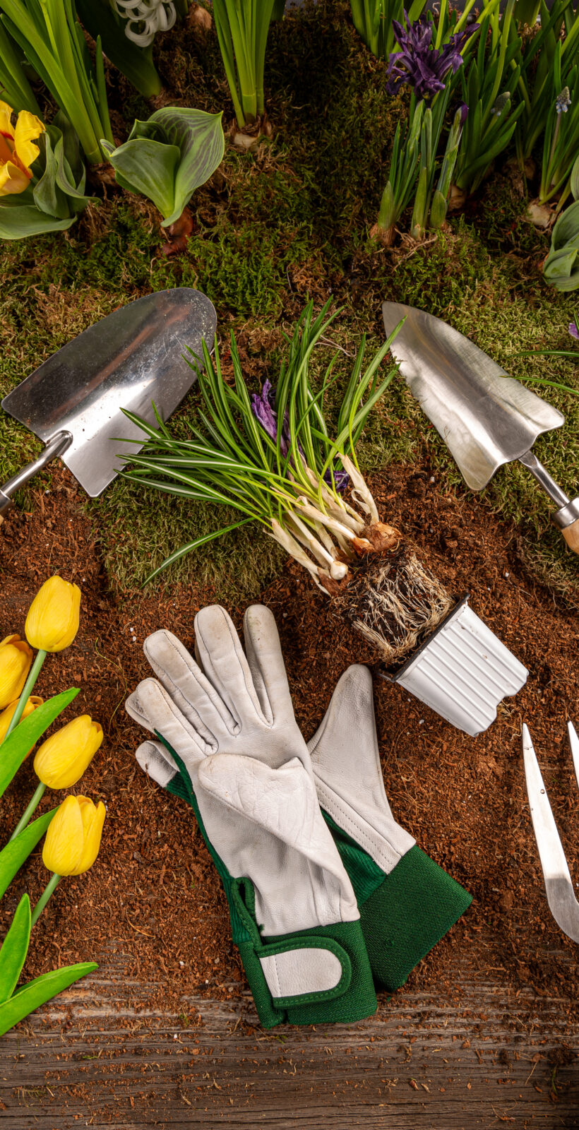 Gardening tools and spring flowers. Beautiful garden flowers ready for planting
